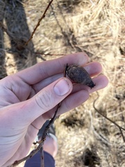 Rabdophaga salicisgnaphalioides