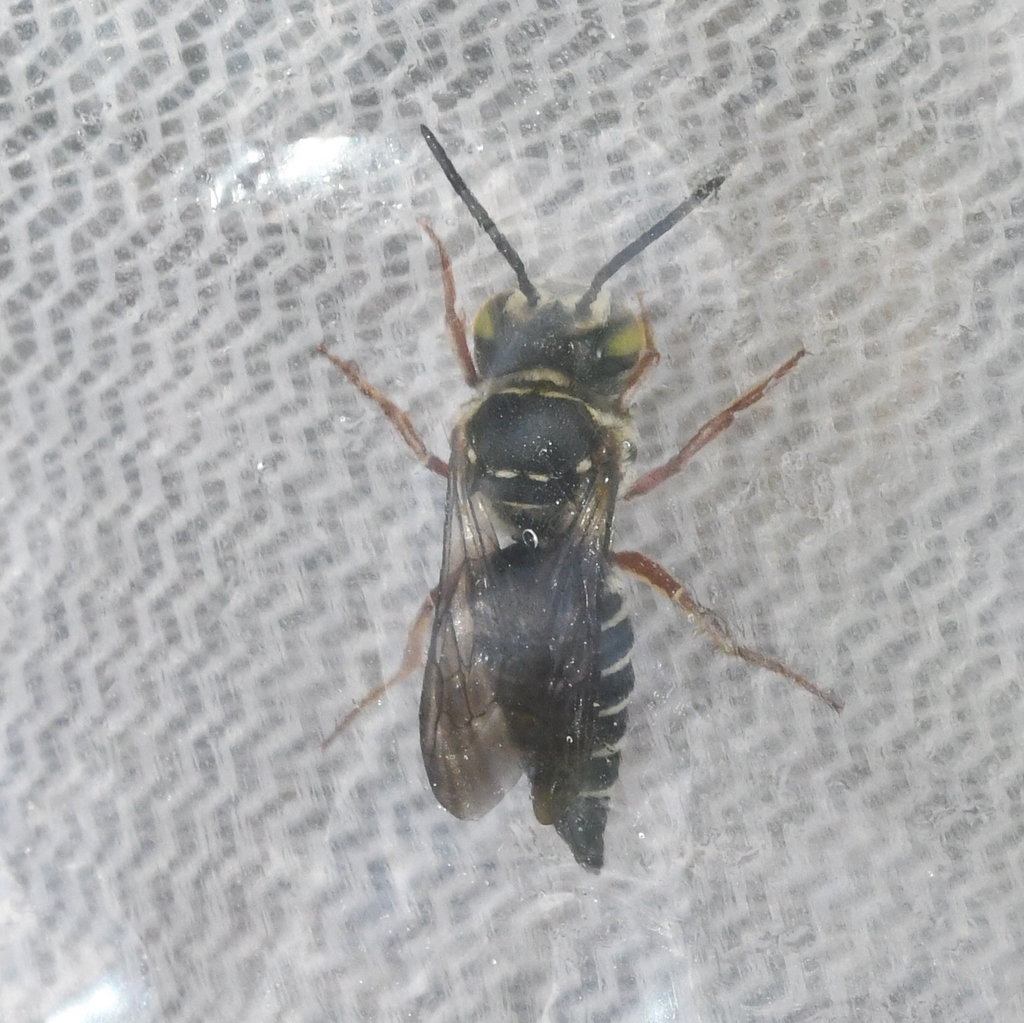 Glyptocoelioxys