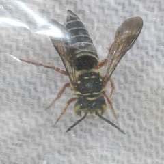 Coelioxys mexicanus