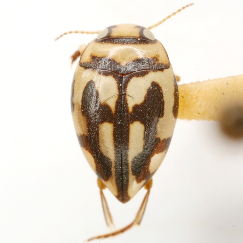 Stictotarsus spectabilis