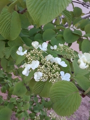 Viburnum plicatum