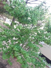Viburnum plicatum