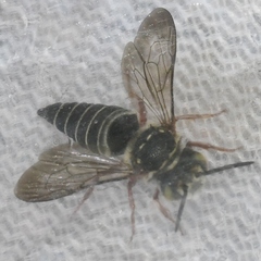 Coelioxys mexicanus