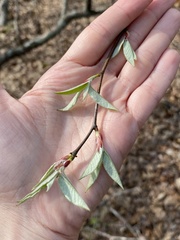Amelanchier arborea arborea