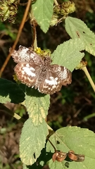 Chiomara asychis