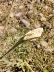 Nicotiana repanda