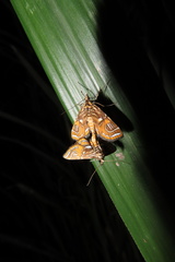 Paracymoriza cataclystalis