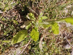 Nicotiana repanda