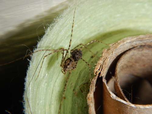 Chilean Tiger Spider photo 5