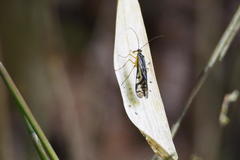 Panorpa multifasciaria