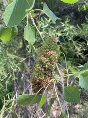 Eriophyes neoessigi
