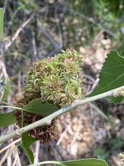 Eriophyes neoessigi
