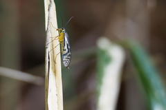 Panorpa multifasciaria