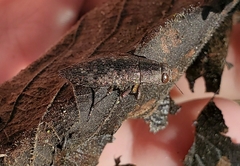 Dicerca lurida