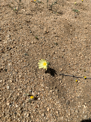 Anisocoma acaulis