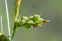 Carex triquetra
