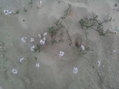 Cakile maritima maritima