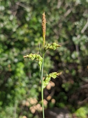 Carex triquetra