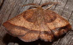 Metarranthis obfirmaria