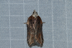 Acleris pulverosana