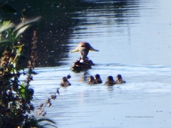 Anas georgica spinicauda
