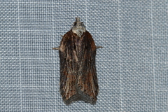 Acleris pulverosana