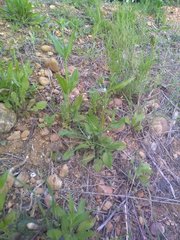 Knautia integrifolia