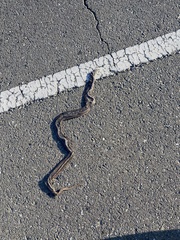 Pituophis catenifer