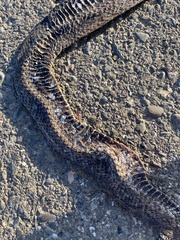 Pituophis catenifer