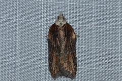 Acleris pulverosana
