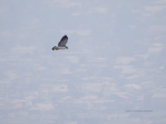 Geranoaetus polyosoma polyosoma
