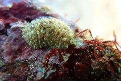Dolabrifera dolabrifera