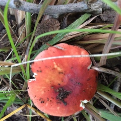 Russula mexicana