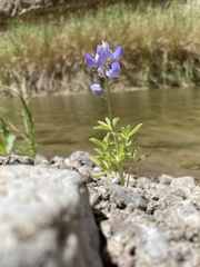 Lupinus havardii