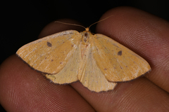Hesperumia fumosaria