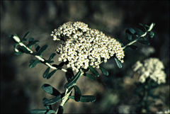 Ozothamnus cuneifolius