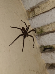 Heteropoda venatoria