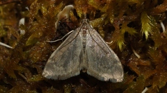 Anania fuscalis