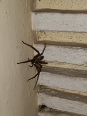 Heteropoda venatoria