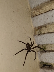 Heteropoda venatoria