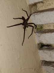 Heteropoda venatoria