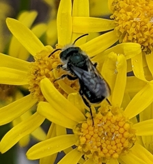 Osmia georgica