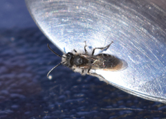 Andrena frigida