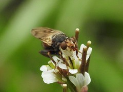 Myopa vicaria