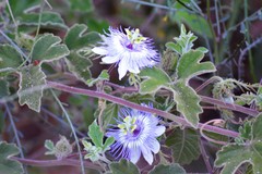 Passiflora arida