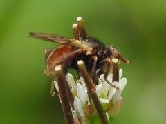 Myopa vicaria