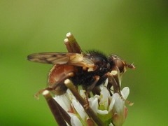 Myopa vicaria