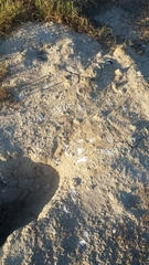 Athene cunicularia