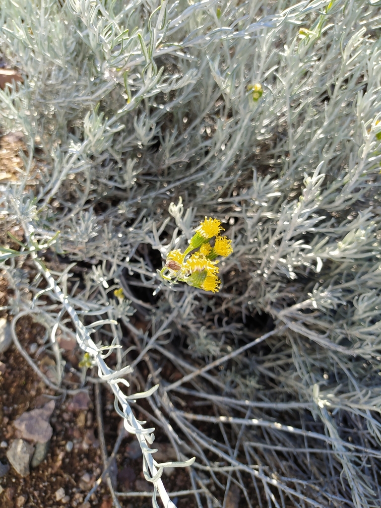 Senecio filaginoides from Florentino Ameghino, Chubut, Argentina on ...