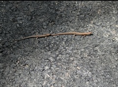 Scincella formosensis